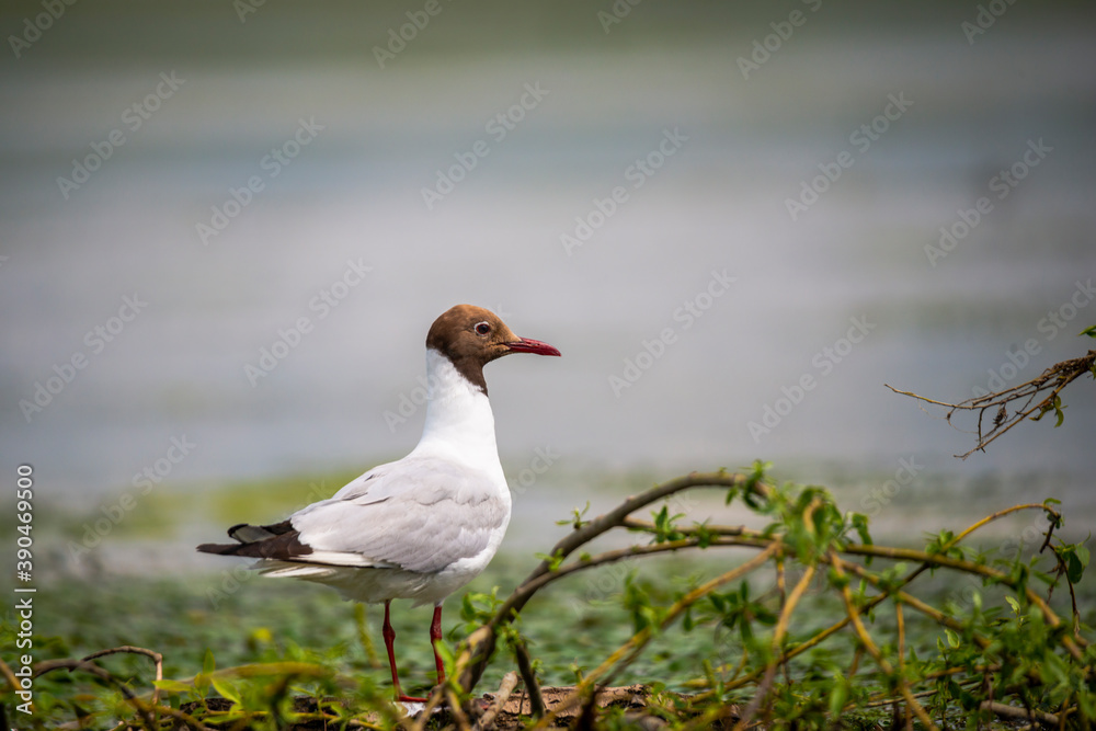 Fototapeta premium Landscape in Danube Delta, Romania