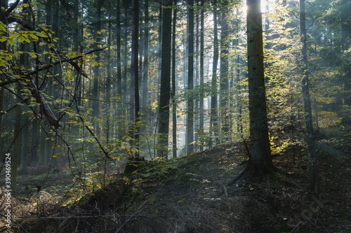 Fototapeta Naklejka Na Ścianę i Meble -  Słoneczny las o poranku