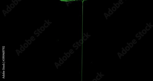Green Slime Dripping In Black Background 