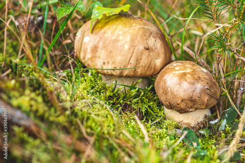 Autumn forest mushrooms scene. Mushrooms cut in the woods. Mushroom boletus edulis. Popular white Boletus mushrooms in forest.