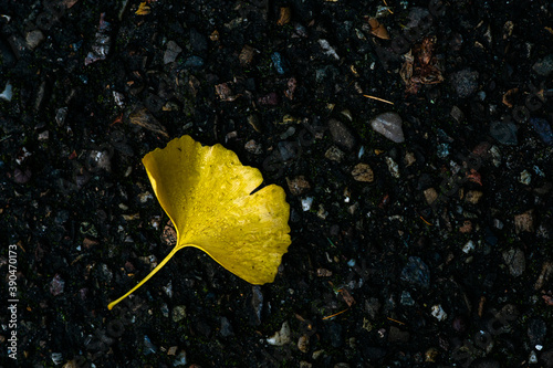 Obraz na płótnie yellow gingko biloba leaf on rocky road, pavement background. Autumn colors concept. w salonie