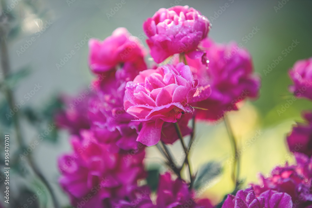 Beautiful many pink roses with water drops in autumn garden with amazing evening sunny light. Shallow depth of the field Beautiful many pink roses with water drops in autumn garden with amazing evening sunny light. Shallow depth of the field