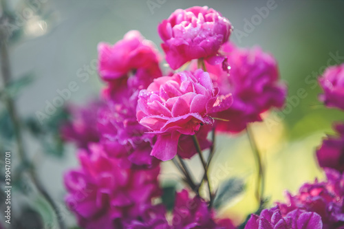 Beautiful many pink roses with water drops in autumn garden with amazing evening sunny light. Shallow depth of the field