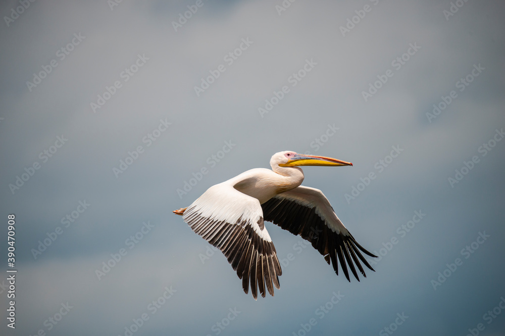 Obraz premium Wild pelican in Danube Delta