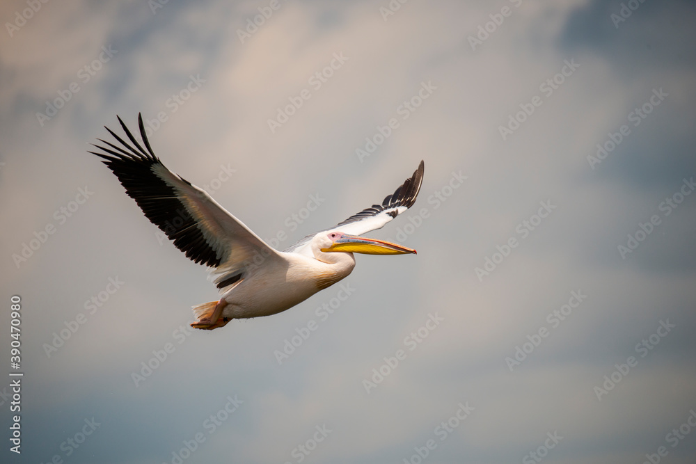 Obraz premium Wild pelican in Danube Delta