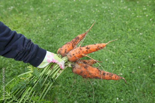 Harvest carrots in the hands of a girl in a yellow jacket. Growing vegetables with organic farming for your family.