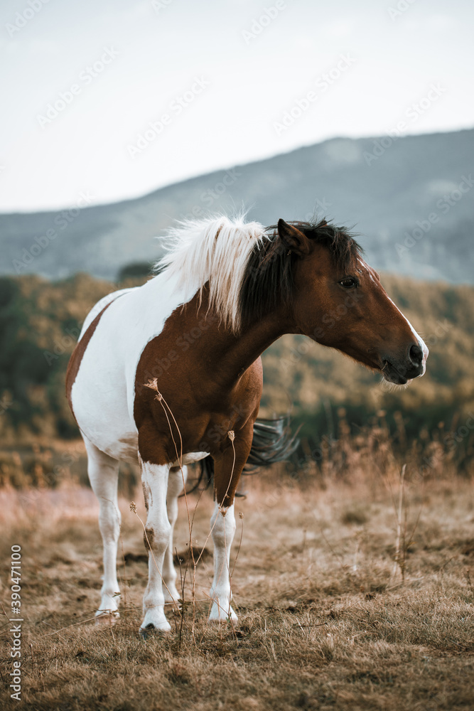 Obraz premium Horse on pasture. Portrait of young beautiful horse eating grass.