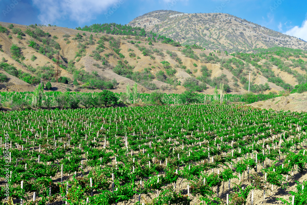 Landscape of vineyard in mountains, nature background