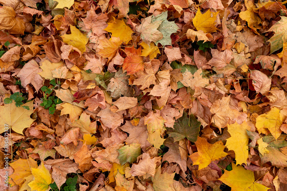  the maple leaves in autumn