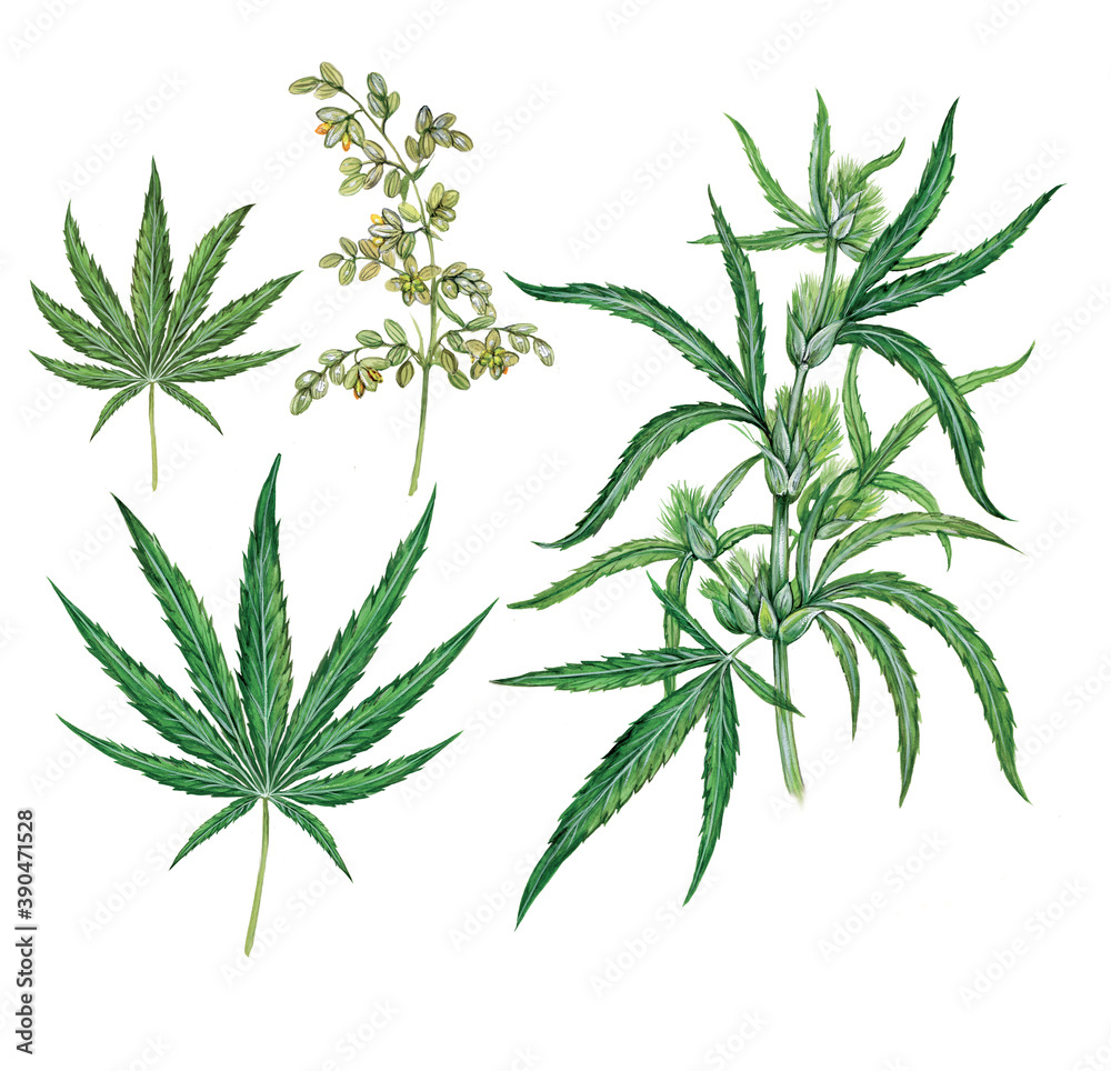 realistic scientific illustration of hemp plant (cannabis sativa) with a branch with leaves and flowers and two leaves 