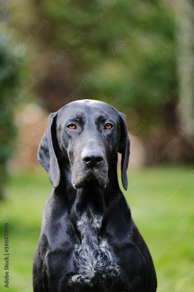 chien noir portrait chien noir portrait