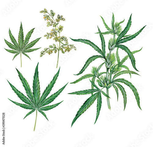 realistic scientific illustration of hemp plant  cannabis sativa  with a branch with leaves and flowers and two leaves 