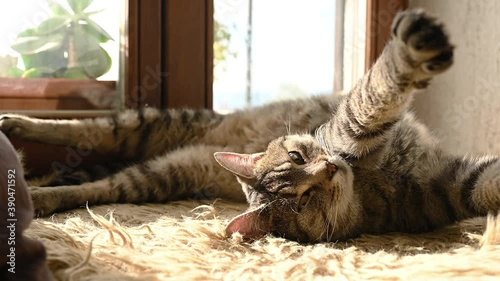 Domestic cat enjoying sun by the window