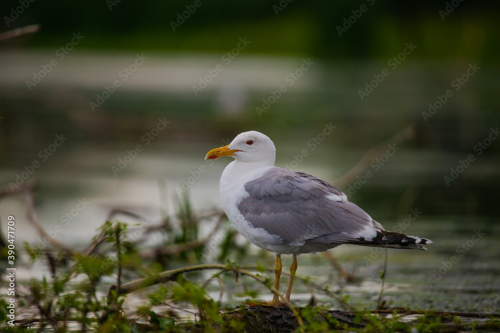 Fototapeta premium Wild birds in Danube Delta, Romania