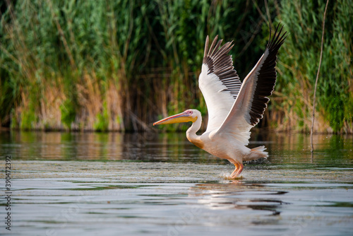 Wild birds in Danube Delta, Romania © somra