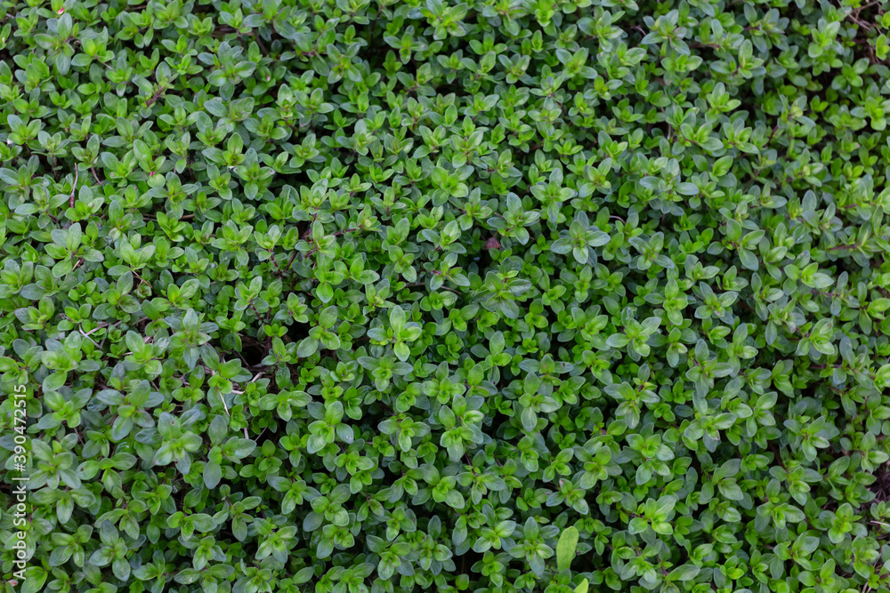the green background grass thyme the green background grass thyme