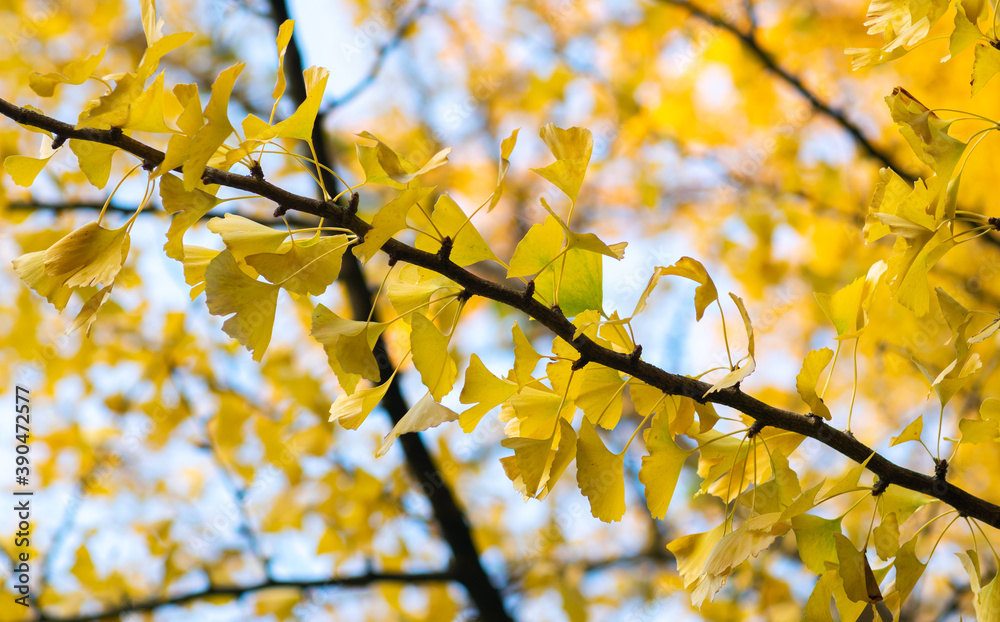 Yellow, autumn gingko biloba leaves on a tree branch with blue sky background.