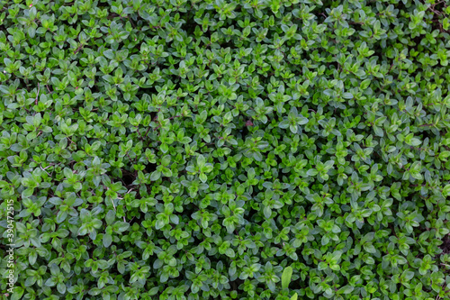 the green background grass thyme