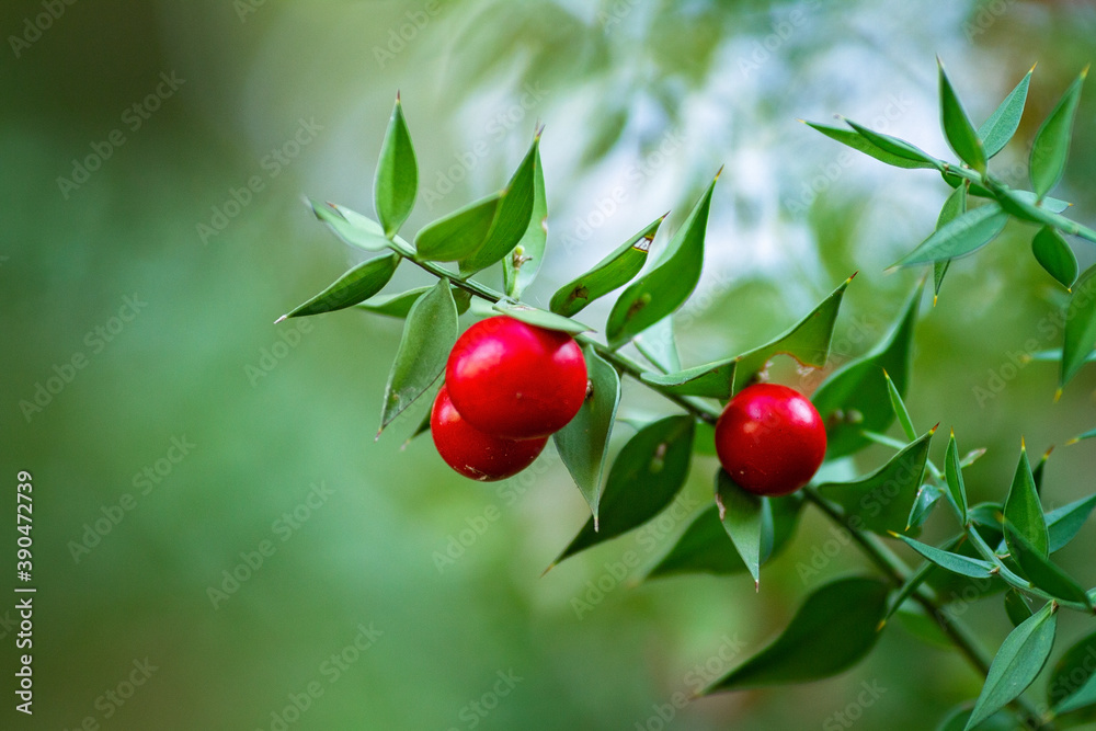 Red Fruit on a green brunch