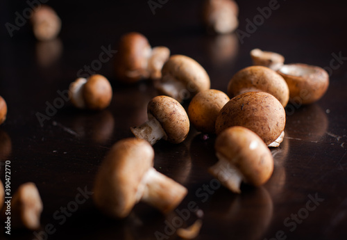 Wild mushrooms on black background 