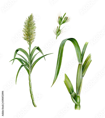 realistic illustration of sugar cane or sugarcane (saccharum officinarum) with plant, flowers and leaves  photo