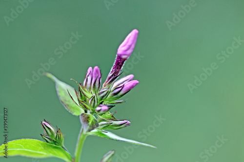 filigrane, lila Blüte in Makro