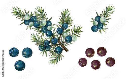 realistic botanic illustration of juniper plant (juniperus communis i) with a branch with berries and leaves.  photo