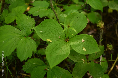 Herb Paris Berry - Paris quadrifolia Rare Woodland Plant photo