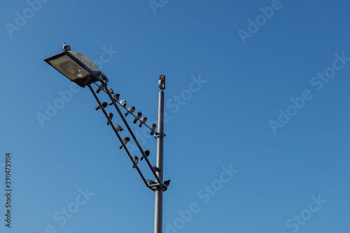 Group of small pigeons bird on top of street lamp against blue sky.