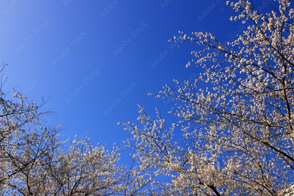 Clear blue sky and cherry blossoms