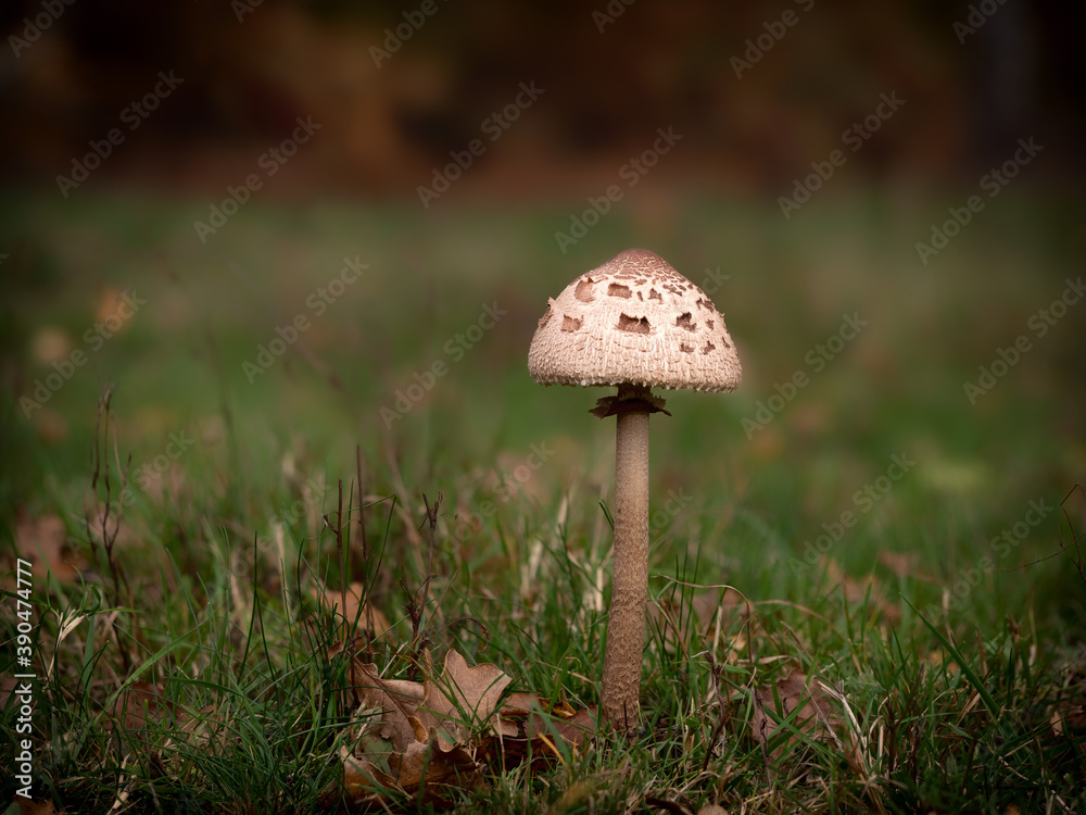 Mushroom Mushroom