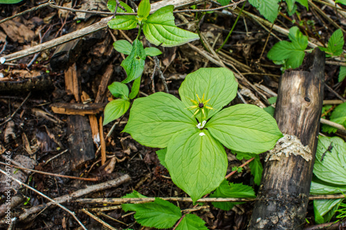 Herb Paris Berry - Paris quadrifolia Rare Woodland Plant photo