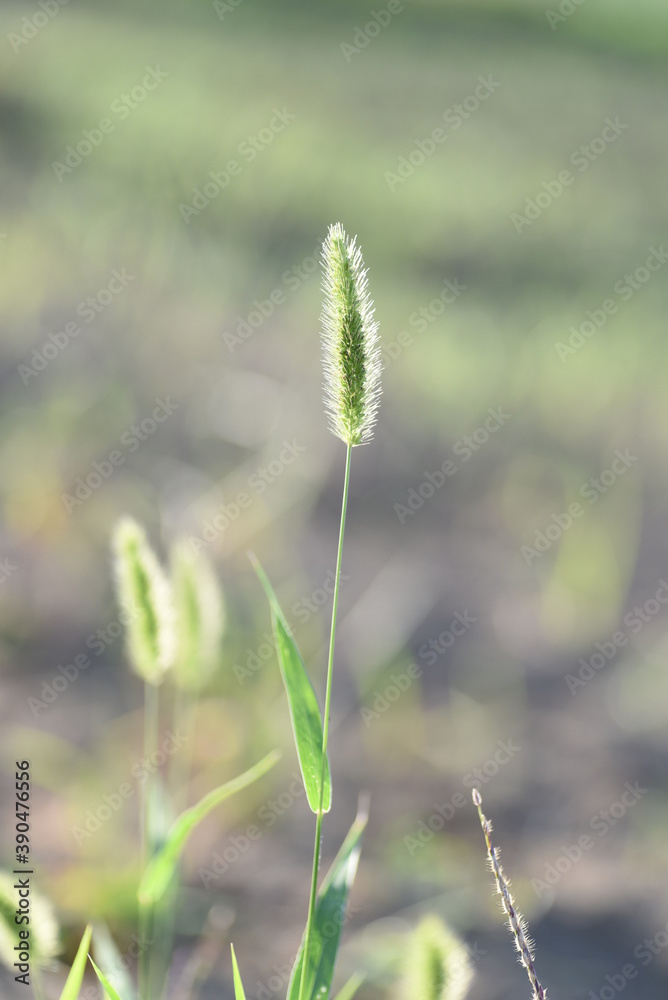 Green foxtail grass / Poaceae annual grass