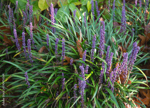 Liriope muscari, big blue lilly turf photo