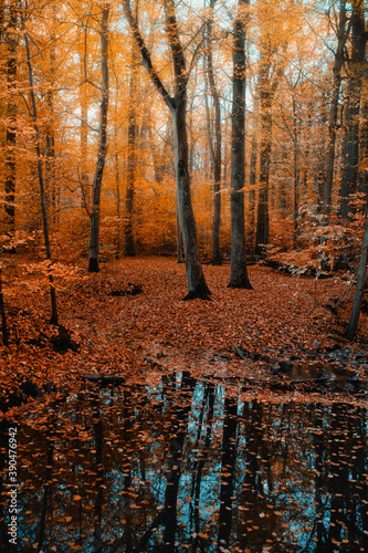 Beautiufl autumn forest scene with leaves on the ground and a small lake. Dreamy morning light in a fresh forest