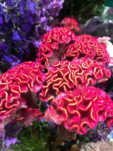 red coral reef