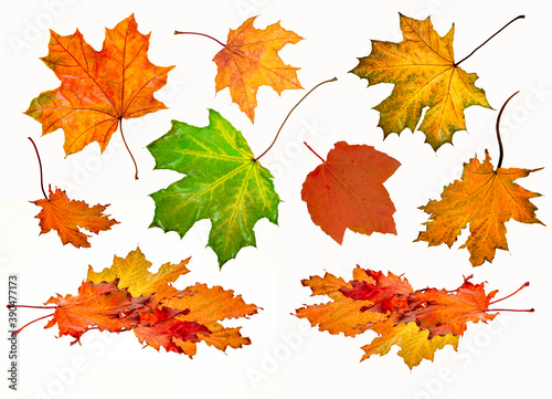 autumn background, fallen, maple leaves isolate on white background, different shapes and colors of autumn leaves, herbarium concept