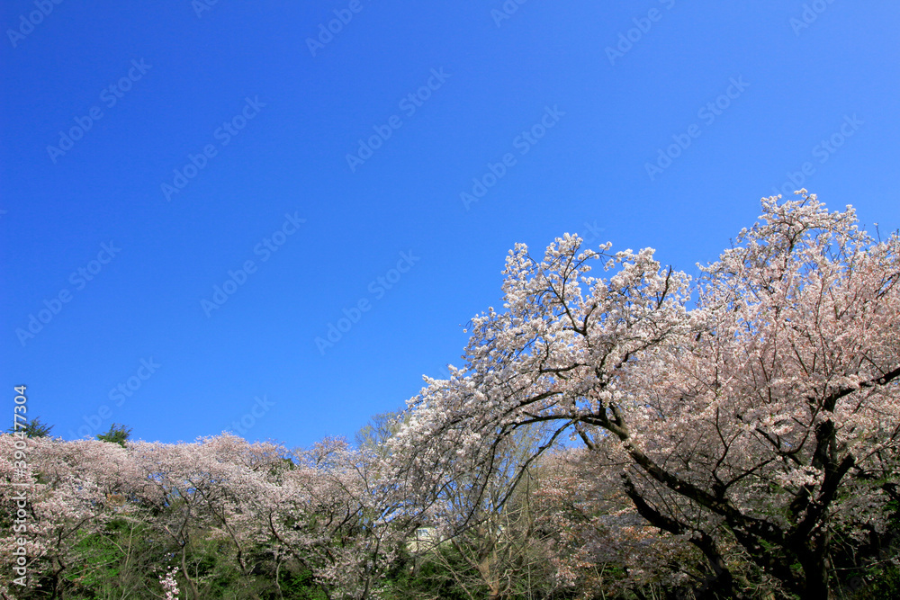 Clear blue sky and cherry blossoms Clear blue sky and cherry blossoms