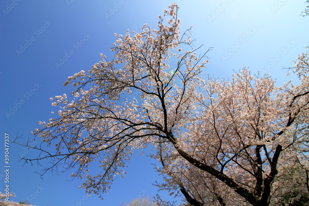 Clear blue sky and cherry blossoms Clear blue sky and cherry blossoms