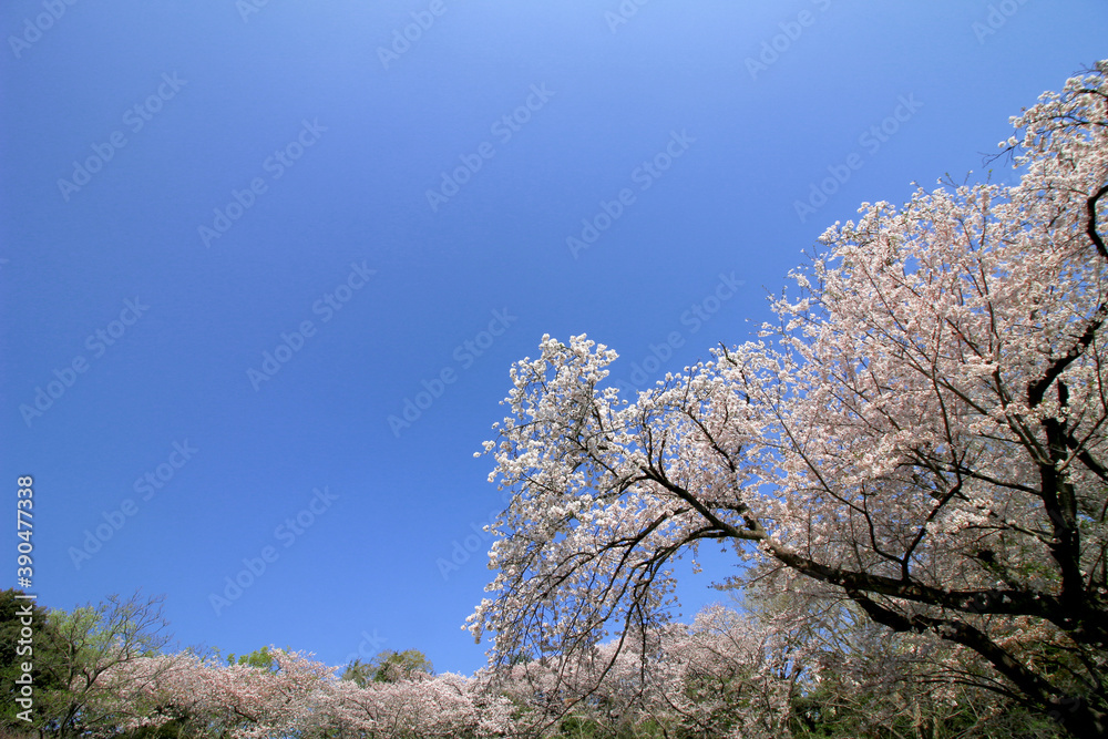 Clear blue sky and cherry blossoms Clear blue sky and cherry blossoms