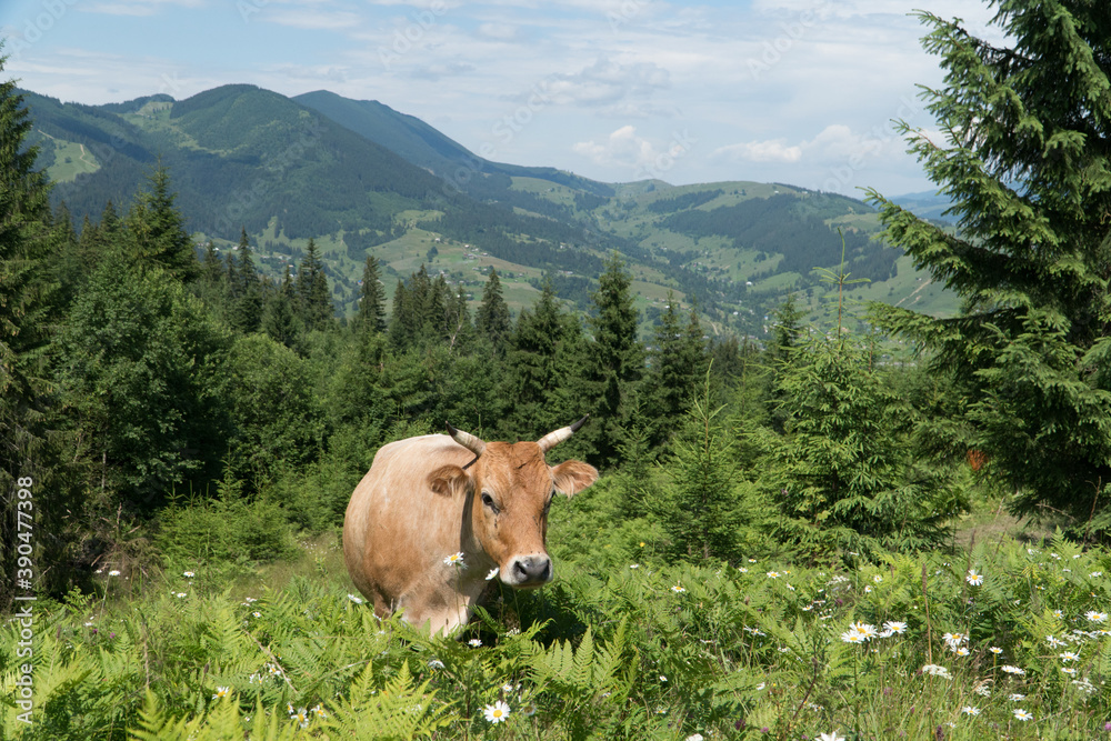 Fototapeta premium Organic free grazing cows in carpathian mountains in Ukraine.