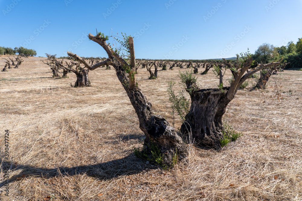 Olive Trees Deforestation Landscape View Olive Trees Deforestation Landscape View