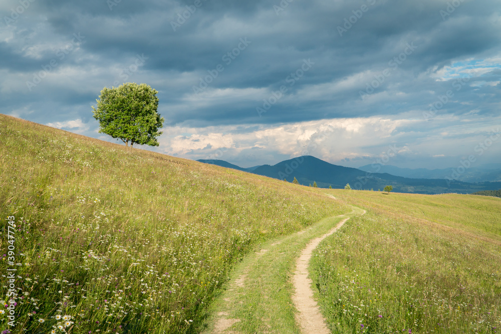 Obraz premium Lonely tree and dirt road in a carpathian mountains under the stormy sky