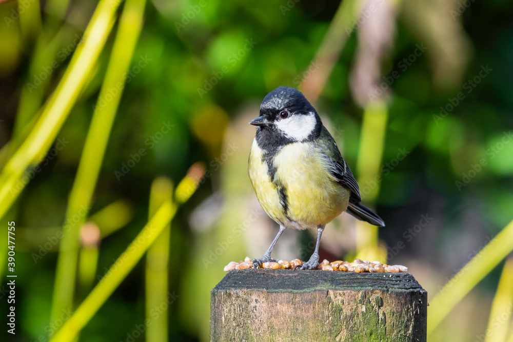 Fototapeta premium Great Tit Feeding on Seeds and Nuts on a Fence Post