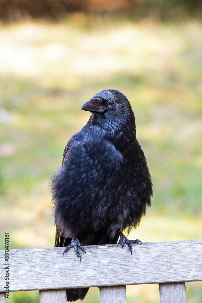 Obraz premium Crow Perched on a Park Bench all Fluffed up