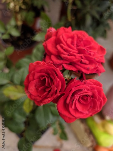 red roses in garden