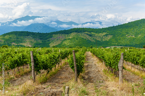 vineyards in the Alazani Valley