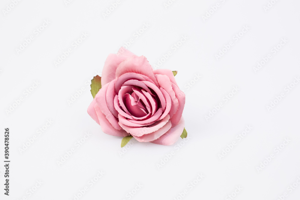 pink rose pink rose