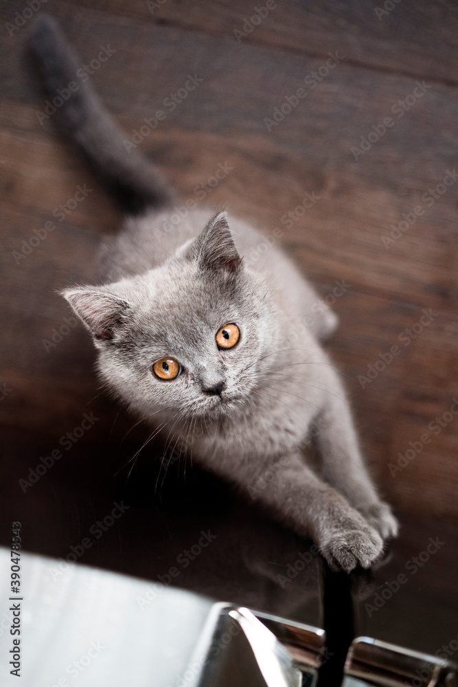 A close up on a British shorthair blue kitten climbing on the fridge in search for food and looking towards the camera with big copper eyes
