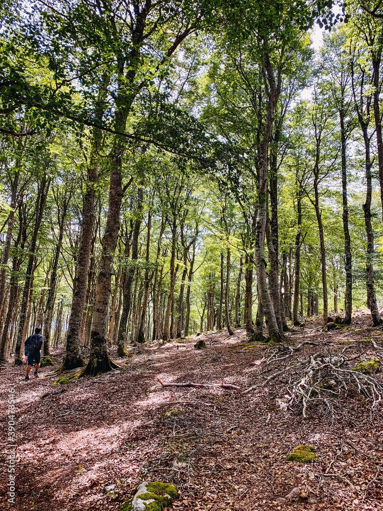 Fototapeta premium footpath in the woods in springtime